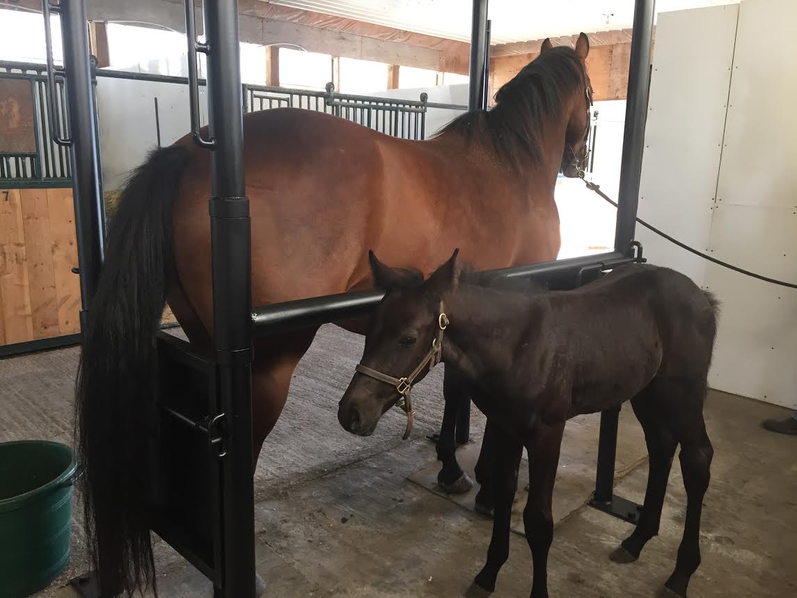 Mare and foal receiving veterinary care